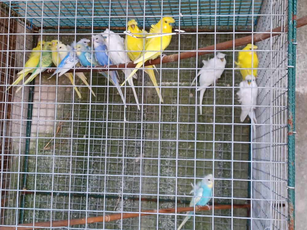   Perruches  ondulées hagoromos 