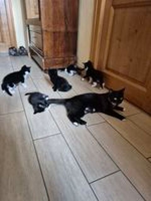   chaton noire 