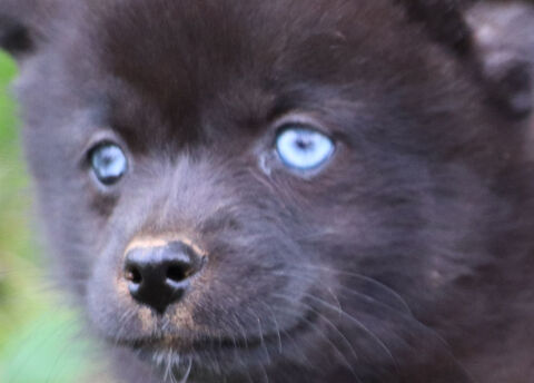 Pomsky F2A femelle noire yeux bleus micro toy  4/5 kg ? rare 1500 53220 Larchamp