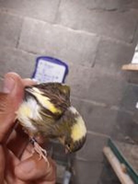   Canari Timbrado 