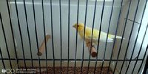   canaris de 2026 