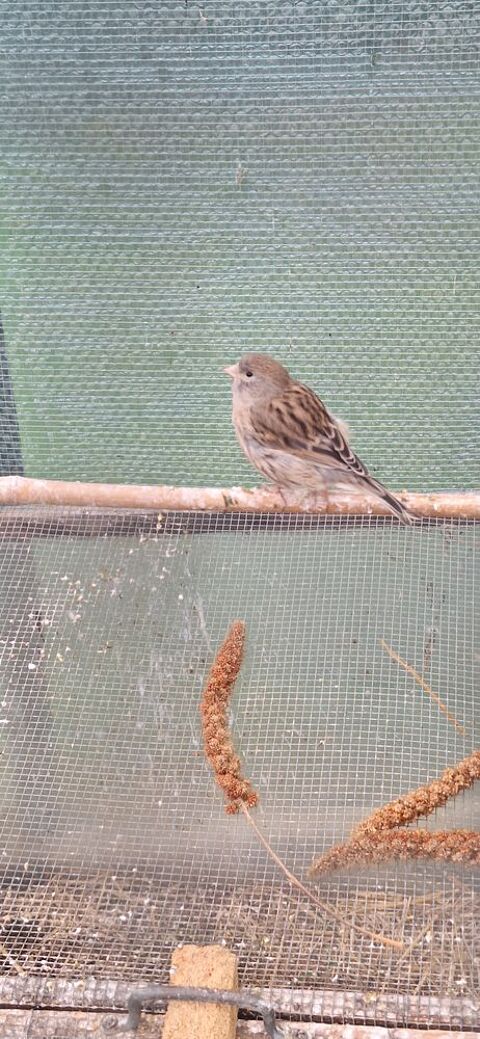 Canaris m&acirc;les 15 76250 D�ville-l�s-rouen