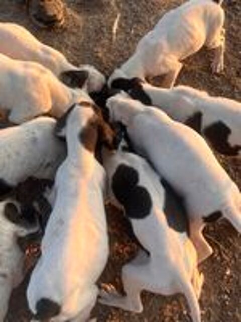   Chiots type gascon SAINTONGEOIS  