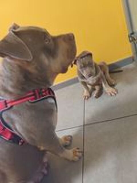   Magnifique mâle bully xl 