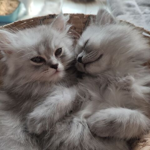 Chatons persans chinchilla 600 85150 Sainte-foy