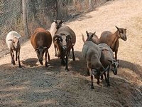   Mouton camerounais 