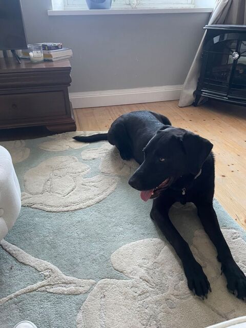 PRESTO crois&eacute; labrador/braque n&eacute; 27/04/2019 100 17400 Saint-jean-d'ang�ly