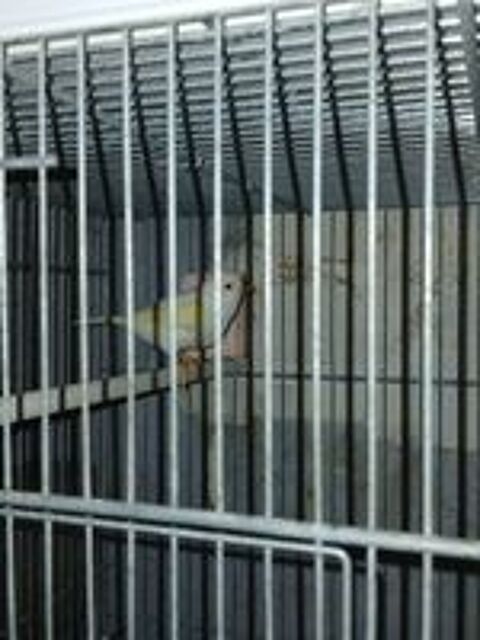   Echange femelle mosaique jaune 