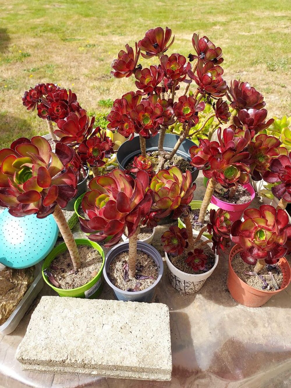 Plantes grasses, succulentes Jardin