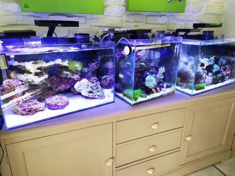 aquarium eau douce/mer
100 02100 Saint-quentin