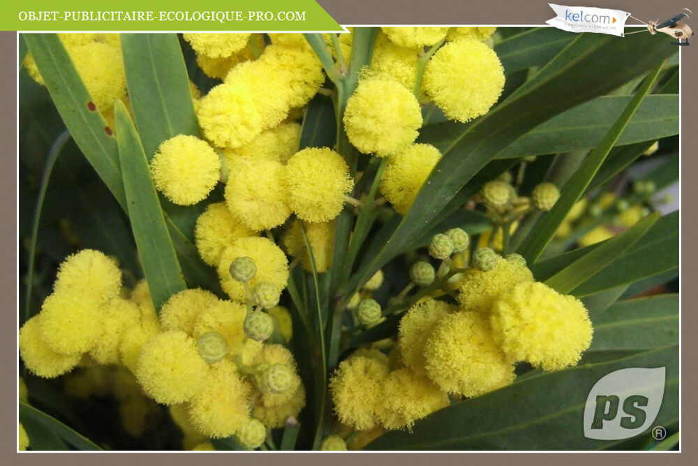 Mimosa 4saison Jardin