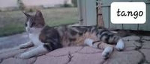   Chat TAOetTANGO à l adoption 