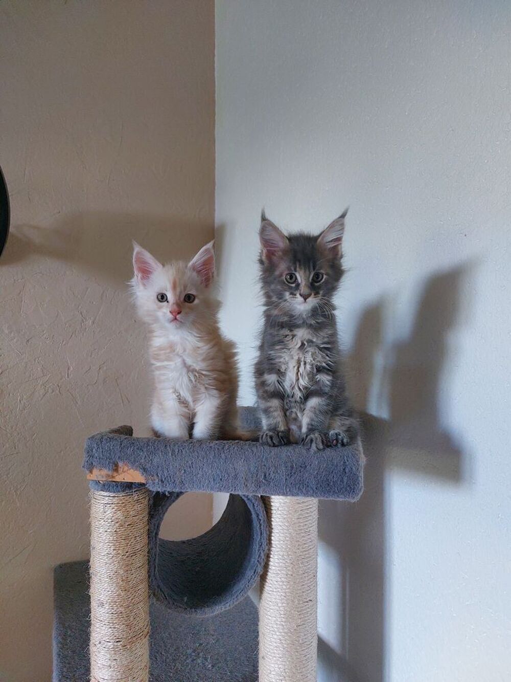   Chatons Maine COON 