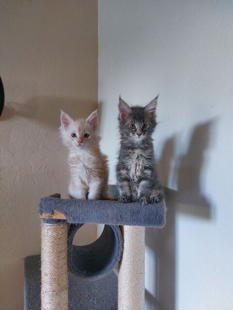 Chatons Maine COON 950 72300 Louailles