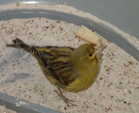 Canari mal et 3 femelles
180 30100 Alès
