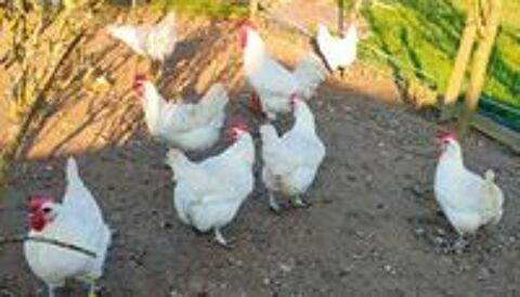   OEUFS FECONDES DE POULES DE BRESSE A PATTES BLEUES 