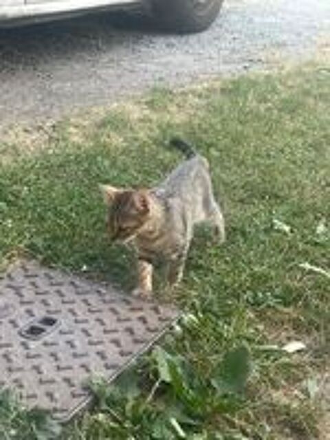   Je donne chaton femelle de 3 mois 