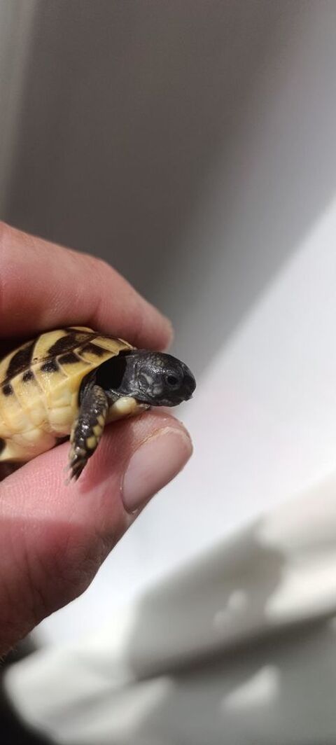 Juvénile tortue hermann boettgeri 70 33210 Langon