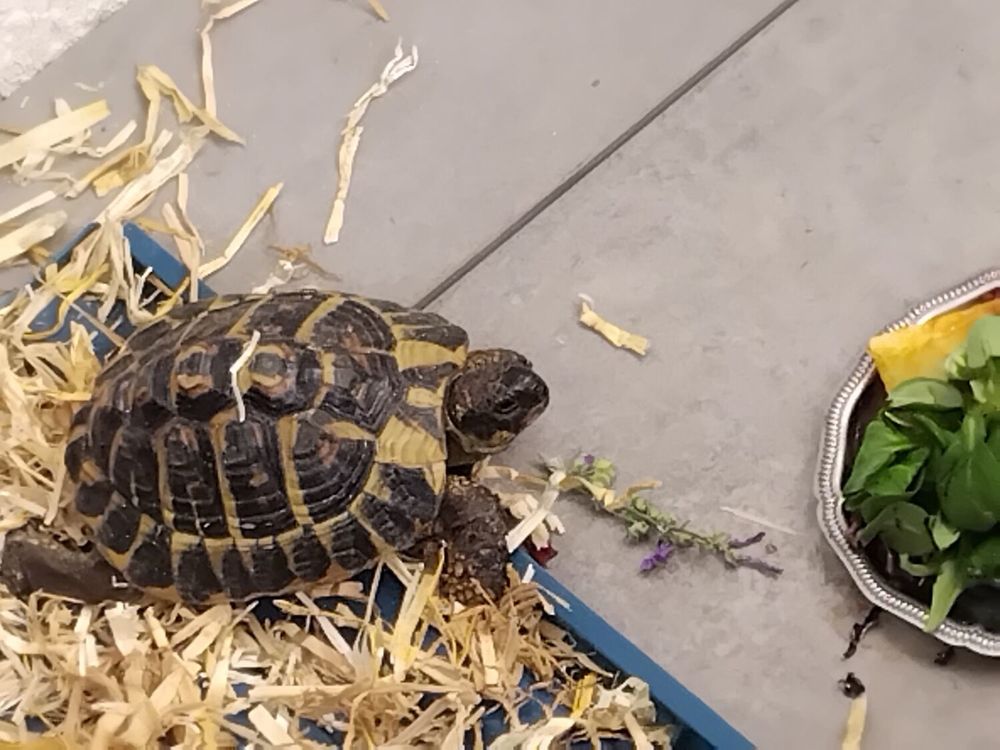   Tortue  