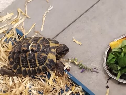 Tortue 0 13090 Aix-en-provence