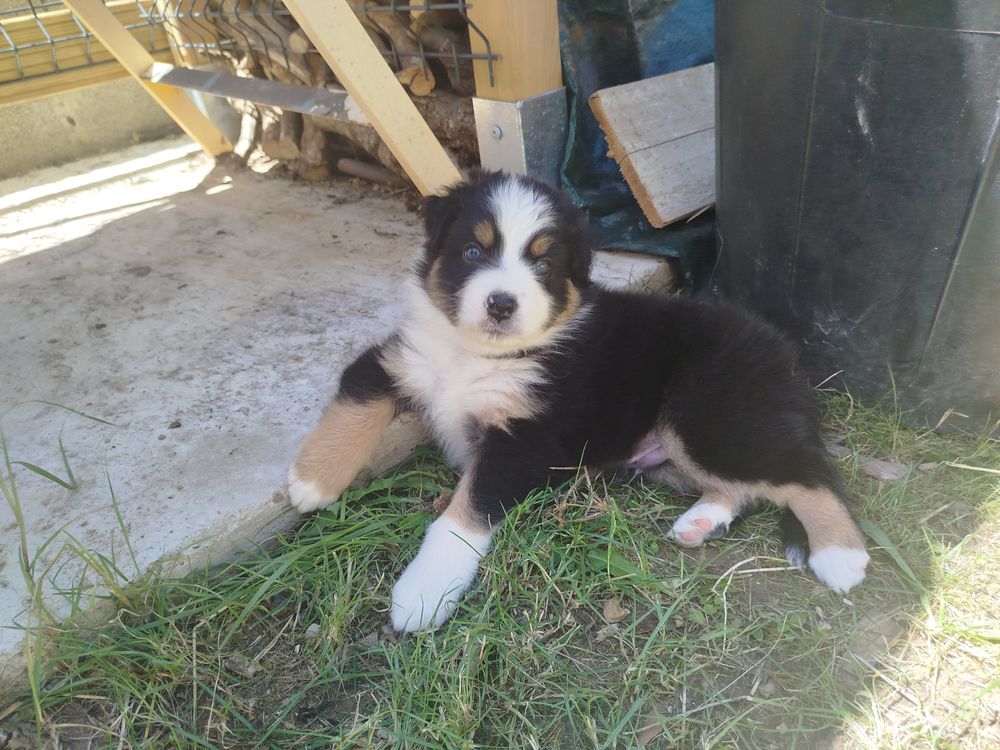   Chiot mâle berger australien LOF  