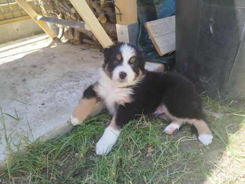 Chiot m&acirc;le berger australien LOF 1300 73110 La rochette
