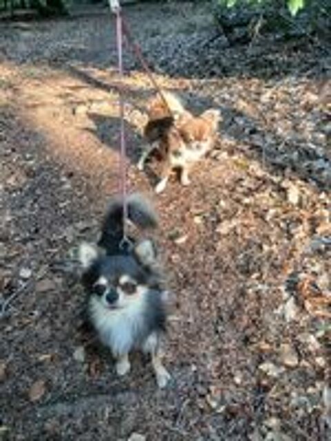   Mâle Chihuahua LOF de 3 ans, couleur bleu tan 