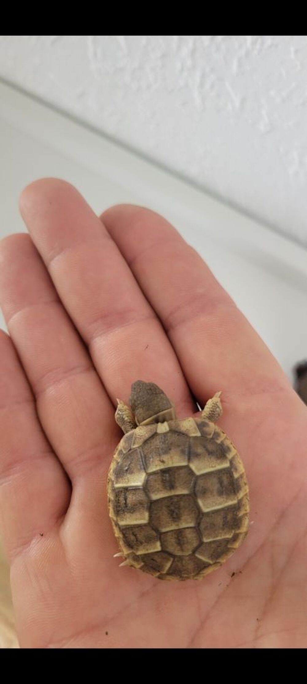   Bébé tortue  