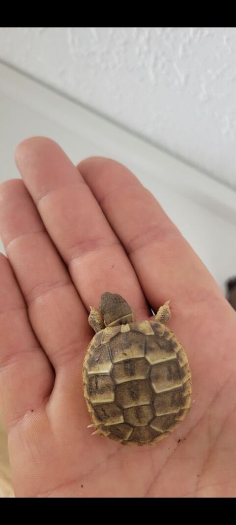 B&eacute;b&eacute; tortue 40 34130 Mauguio-carnon-plage