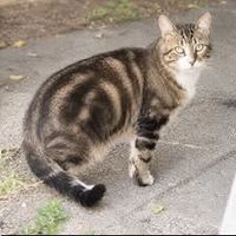   Chat TERZO à l adoption 
