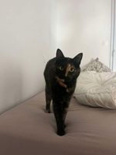  Wallie petite minette parfaite  