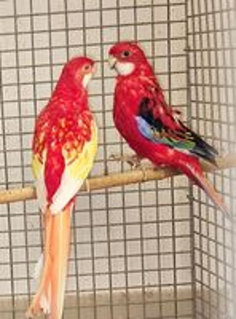   Perruche Omnicolore Couple repro 1 