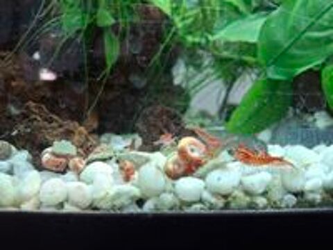   Escargots Laniste aquarium gratuit 