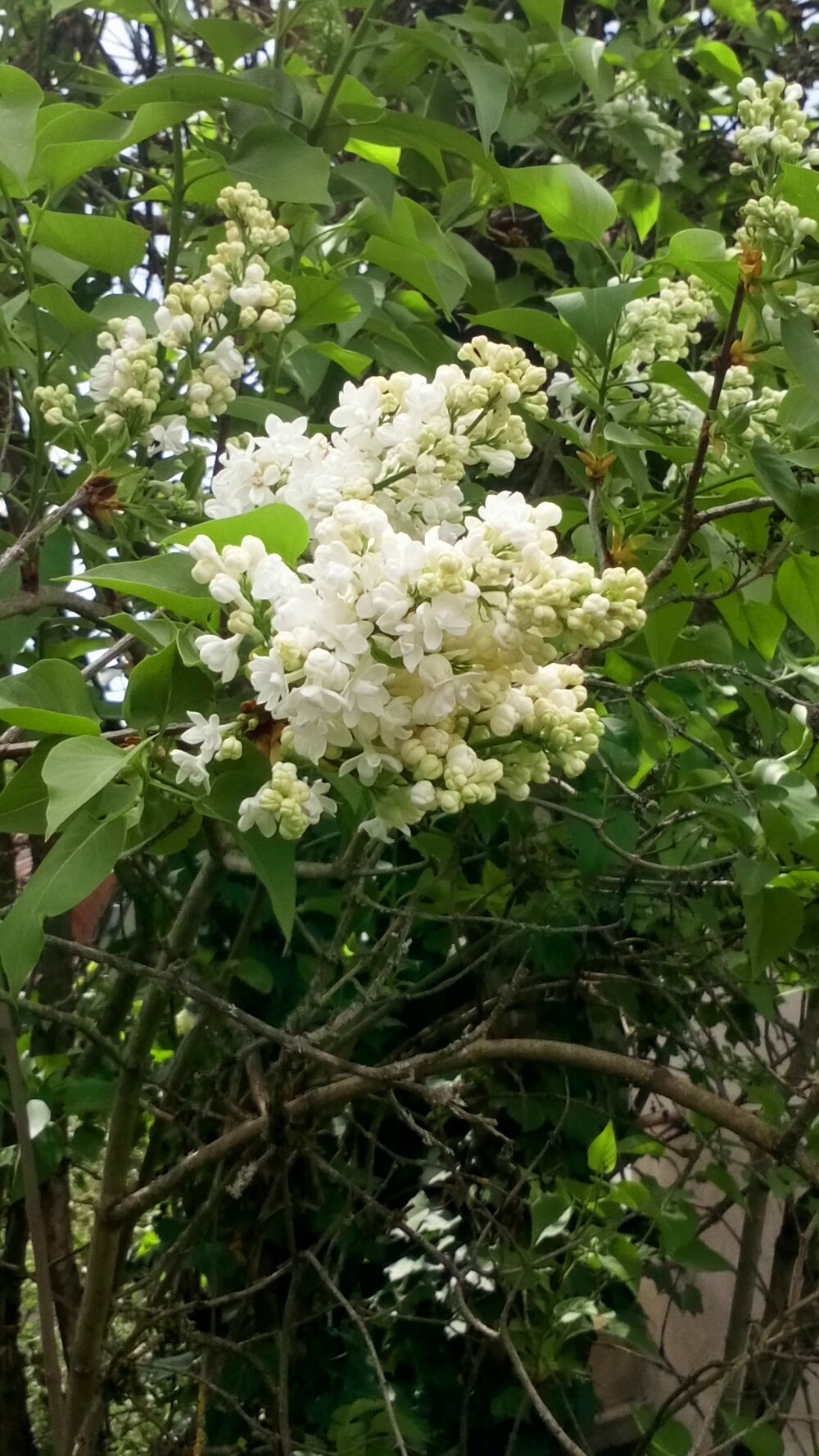 Lilas Mauve et Blanc Jardin