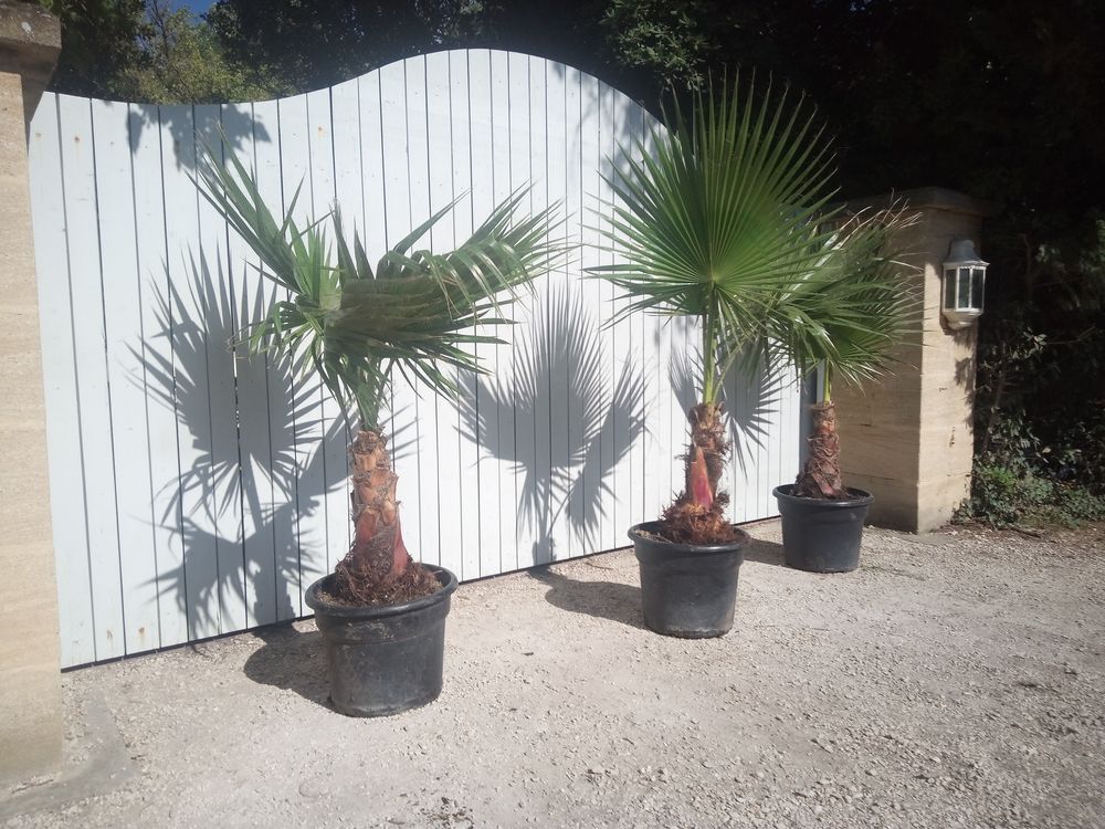 Palmiers 'Washingtonia' robustes et r&eacute;sistant en container. Jardin