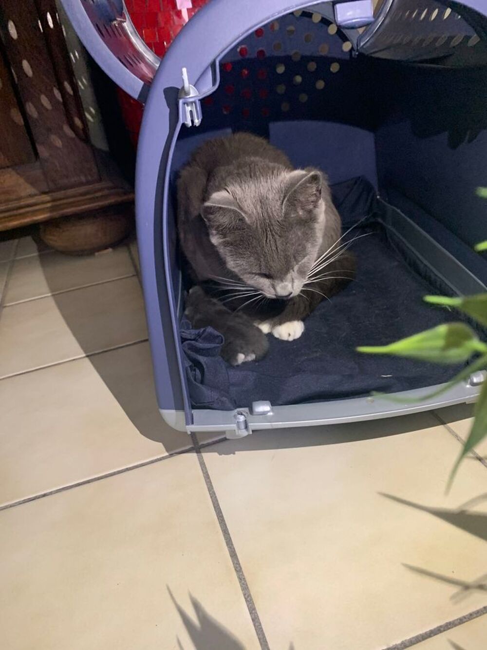 l'annonce B&eacute;b&eacute; chat crois&eacute; bleu russe et british shorthair et sa maman british shorthair + nourriture cage offerte Sports
