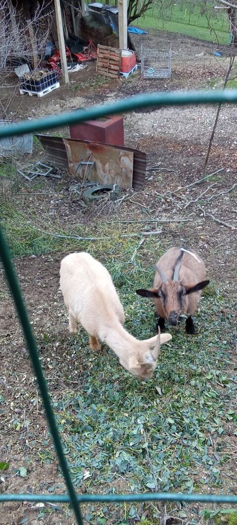 2 ch&egrave;vres 140 07130 Saint-p�ray