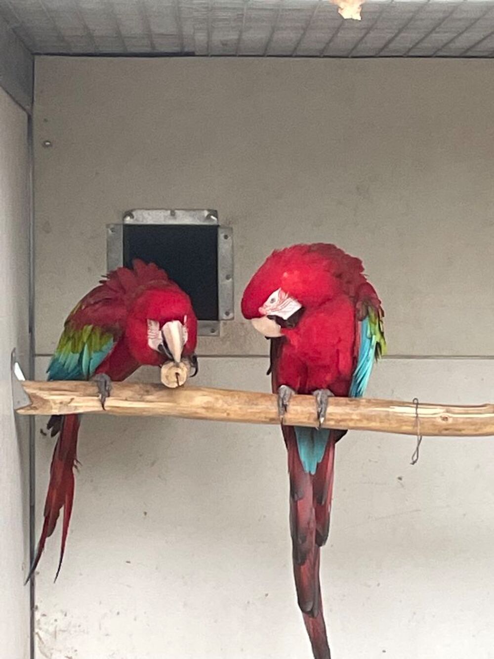   Couple ara Chloroptere  