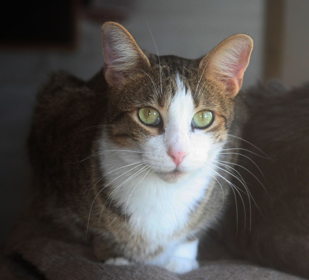   VEGAS FEMELLE TIGRE BLANC 2 ANS 