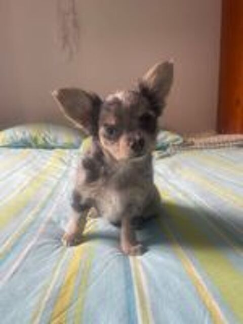   chiots chihuahua petit gabarit 