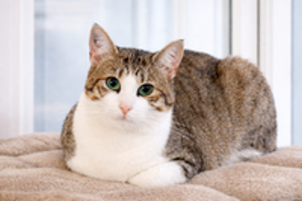   ZAZOO CHAT TIGRE BLANC 2 ANS 1/2 