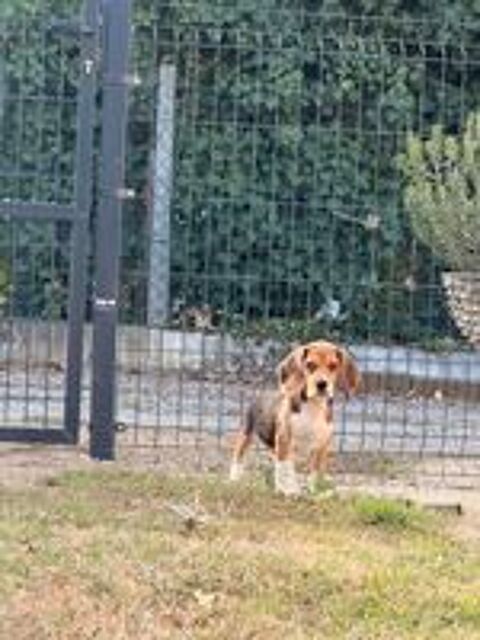   Chiot beagle LOF 