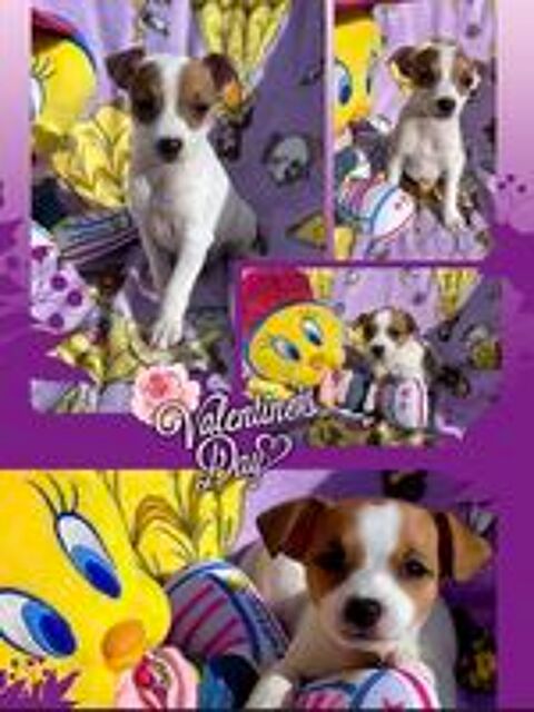   Jack Russell terrier 