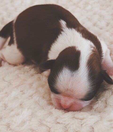 Bébés Shih Tzu lof a réserver 1800 02120 Tupigny