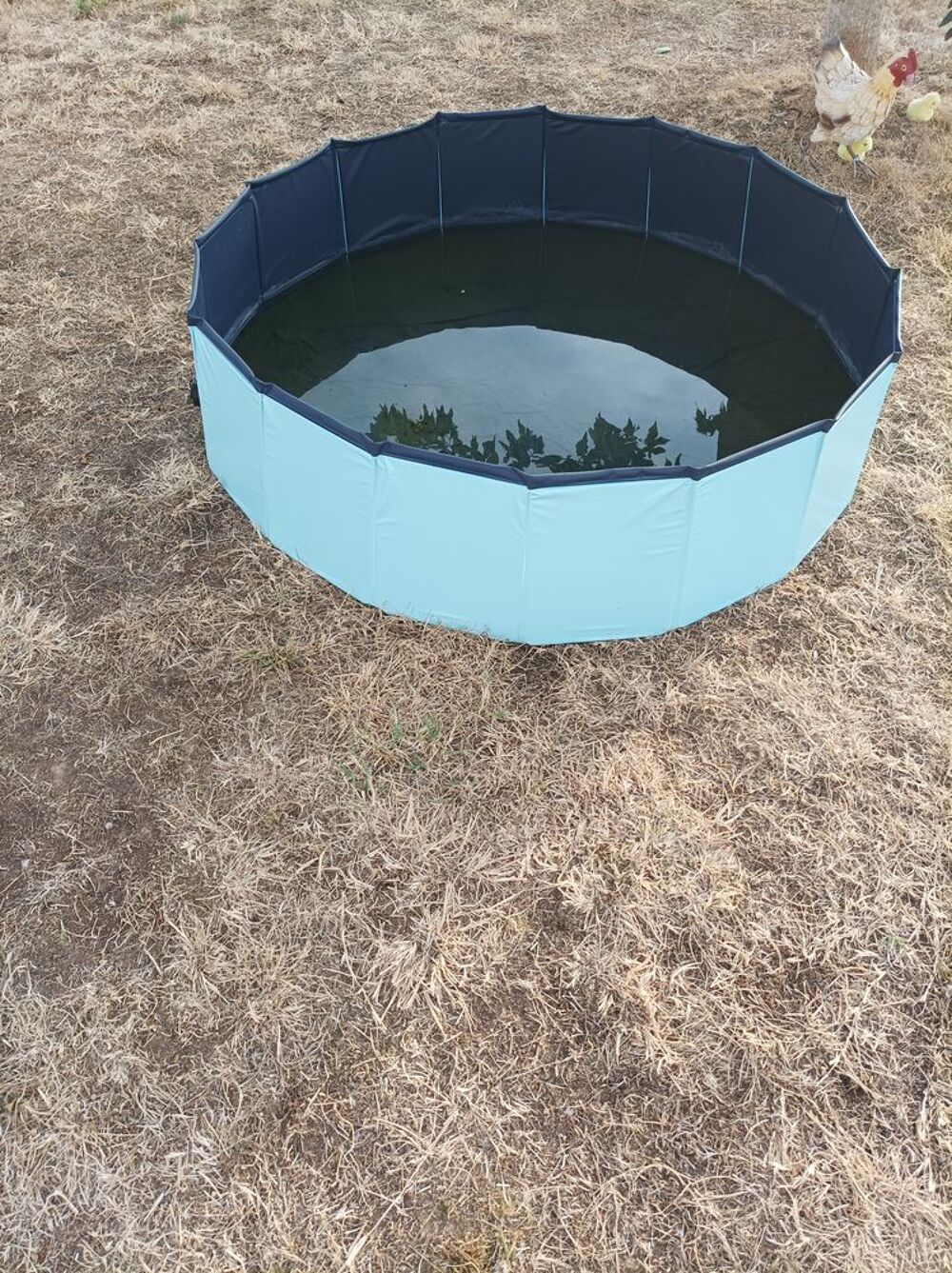 Piscine pliable pour chien Jardin