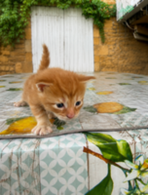   Maine coon chatons  