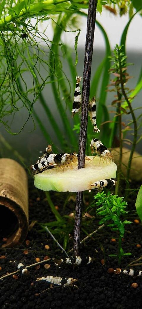 Caridina crystal black 3 77340 Pontault-combault