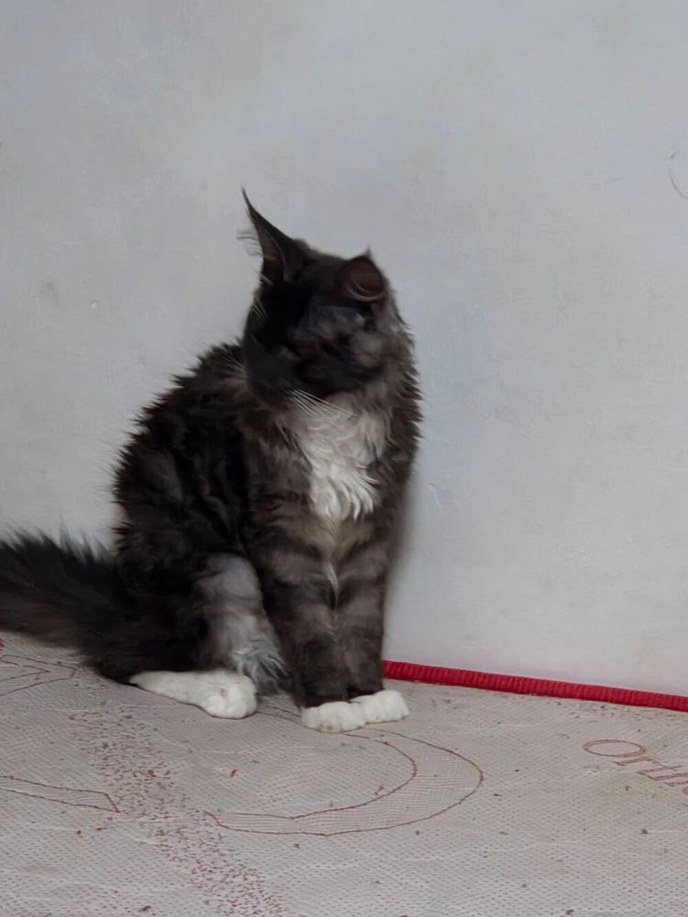   Tres beau maine coon 5 mois male. 