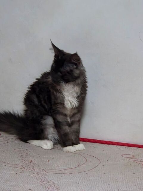 Tres beau maine coon 5 mois male. 780 13013 Marseille