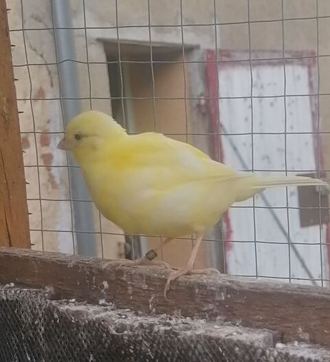 Canari 25 03400 Yzeure